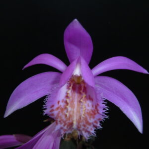 Pleione Tongarino (=„Versailles“ (= P. formosana × P. limprichtii) x pleionoides))