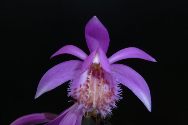 Pleione Tongarino (=„Versailles“ (= P. formosana × P. limprichtii) x pleionoides))