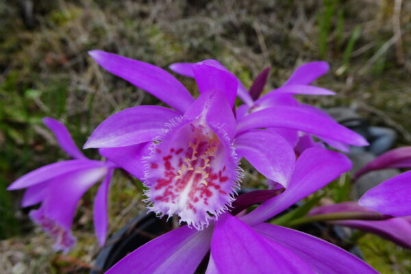 Pleione Tongarino (=„Versailles“ (= P. formosana × P. limprichtii) x pleionoides)) – Bild 4