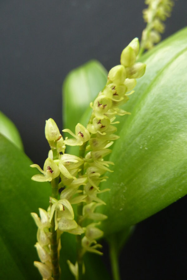Pleurothallis divaricans – Bild 2
