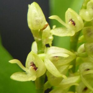 Pleurothallis divaricans