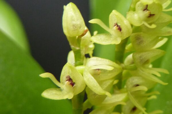 Pleurothallis divaricans