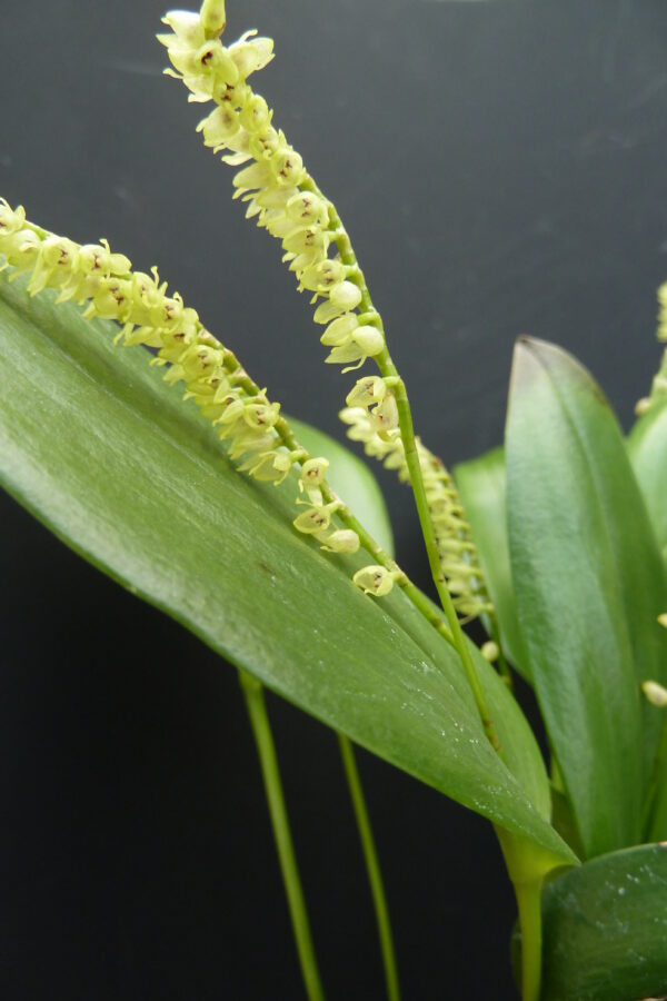 Pleurothallis divaricans – Bild 3