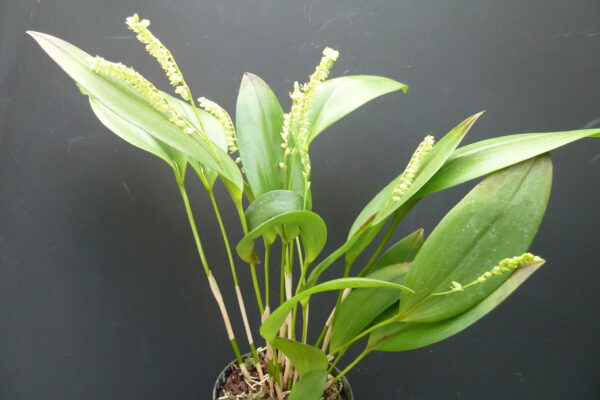 Pleurothallis divaricans – Bild 4