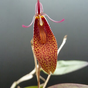 Restrepia guttulata