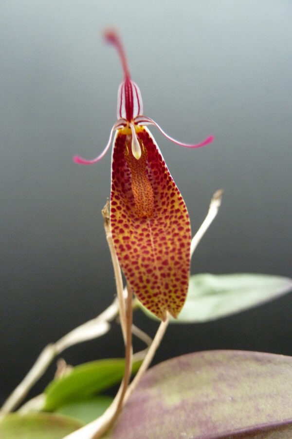 Restrepia guttulata