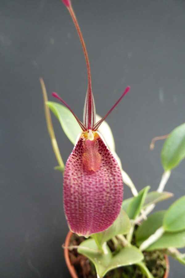 Restrepia guttulata – Bild 2
