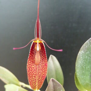 Restrepia species 2