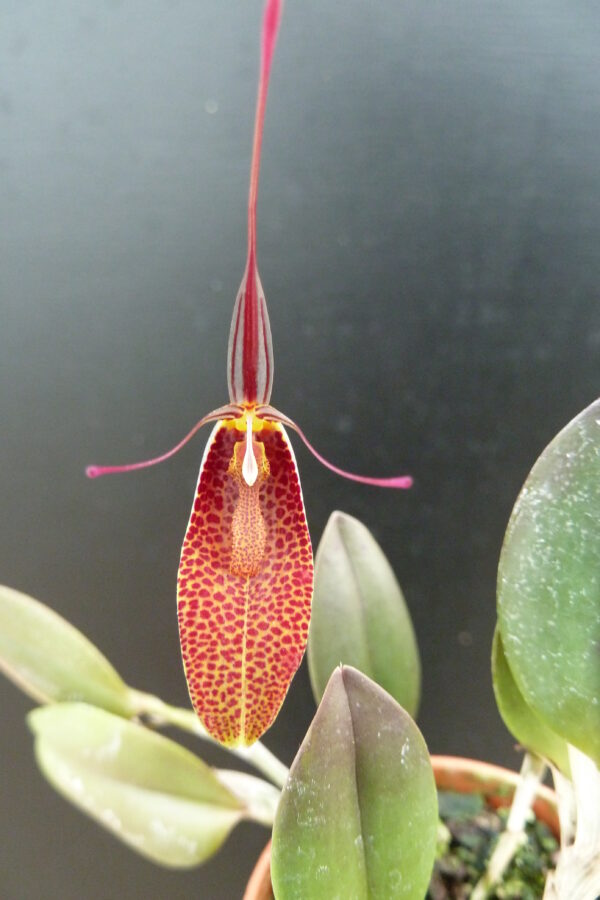 Restrepia contorta (species 2)
