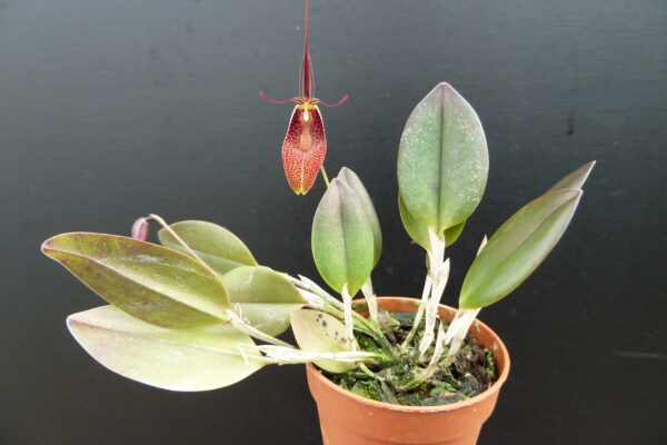 Restrepia contorta (species 2) – Bild 4