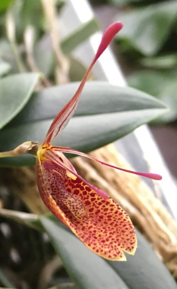 Restrepia contorta (species 2) – Bild 2