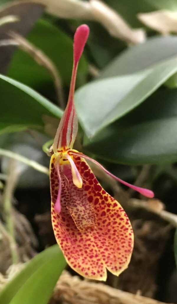 Restrepia contorta (species 2) – Bild 3