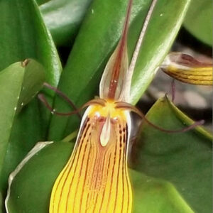 Restrepia striata (syn. brachypus)