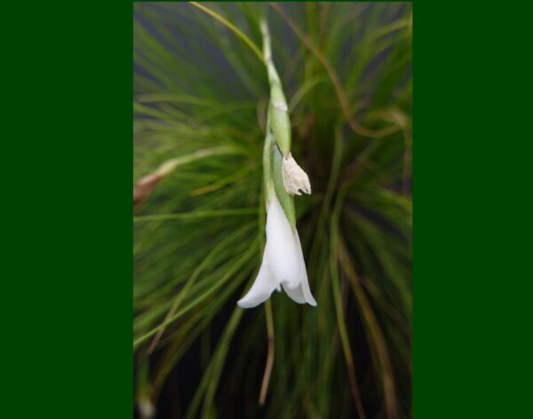 Tillandsia alvareziae – Bild 2
