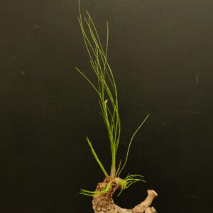 Tillandsia alvareziae