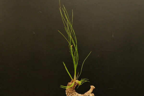 Tillandsia alvareziae