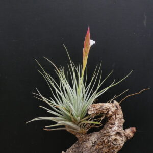 Tillandsia baguagrandensis