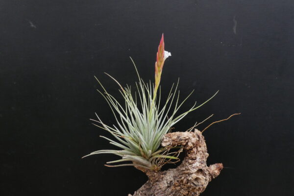 Tillandsia baguagrandensis
