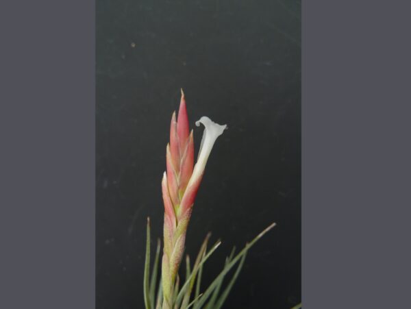 Tillandsia baguagrandensis – Bild 3