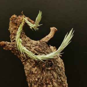 Tillandsia burle-marxii