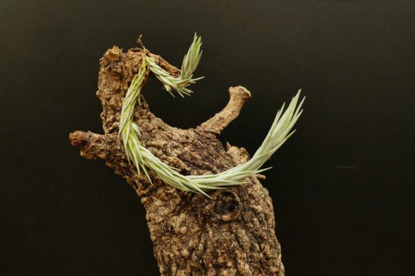 Tillandsia burle-marxii