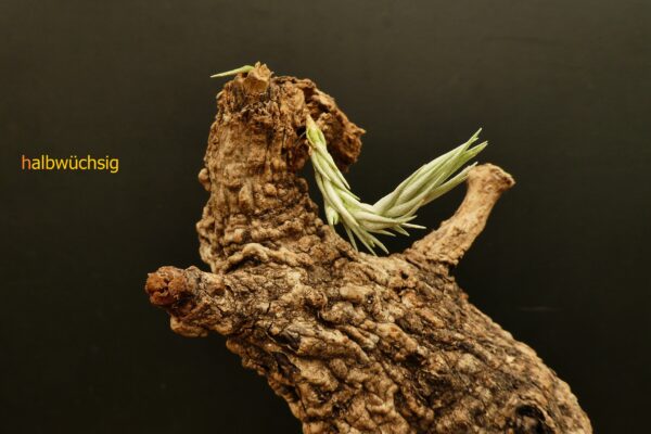 Tillandsia burle-marxii – Bild 2