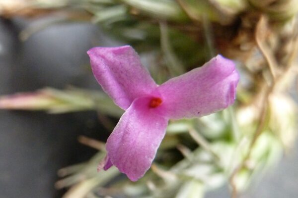 Tillandsia hasei – Bild 2