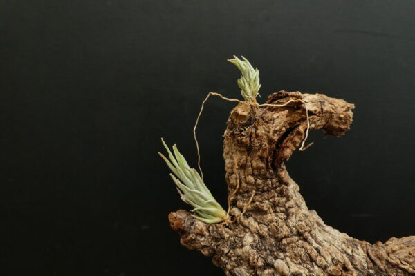 Tillandsia hasei – Bild 4