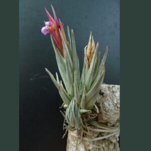 Tillandsia hasei