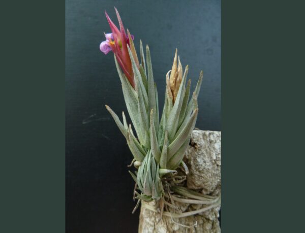 Tillandsia hasei