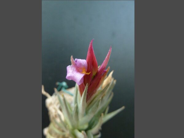 Tillandsia hasei – Bild 3
