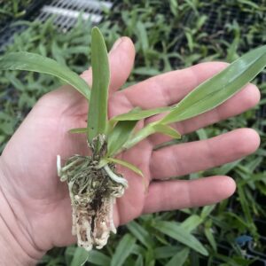 Cattleya bowringiana