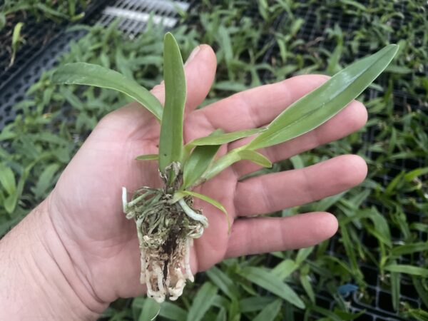 Cattleya bowringiana