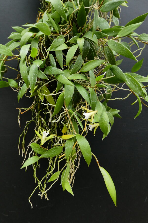 Dockrillia pugioniformis – Bild 3