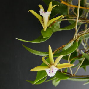Dockrillia pugioniformis