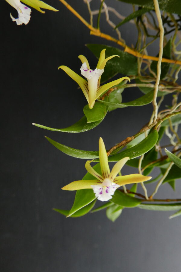 Dockrillia pugioniformis