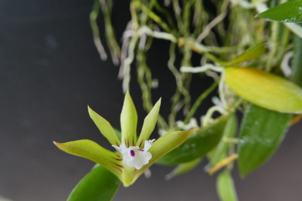 Dockrillia pugioniformis – Bild 2