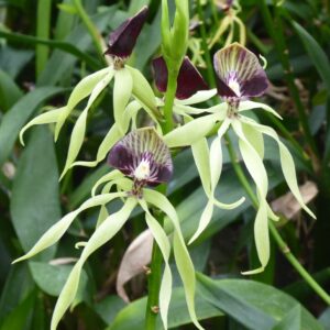 Epidendrum cochleatum (correct: Anacheilium cochleatum)