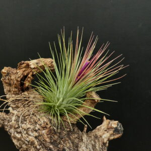 Tillandsia Funky One x ionantha