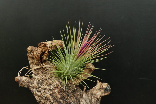 Tillandsia Funky One x ionantha