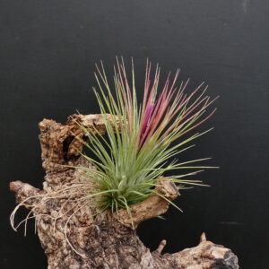Tillandsia Funky One x ionantha