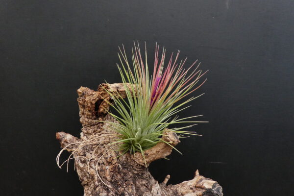 Tillandsia Funky One x ionantha – Bild 3