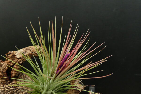 Tillandsia Funky One x ionantha – Bild 2