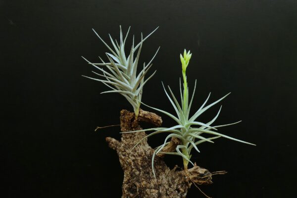 Tillandsia Holm's Crystal – Bild 3