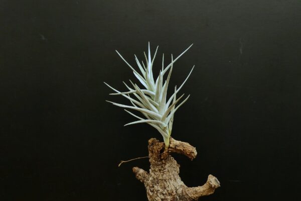 Tillandsia Holm's Crystal – Bild 4