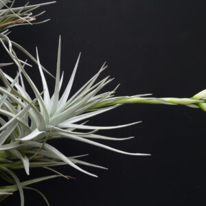 Tillandsia Holm's Crystal