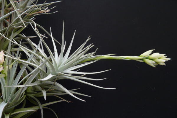 Tillandsia Holm's Crystal