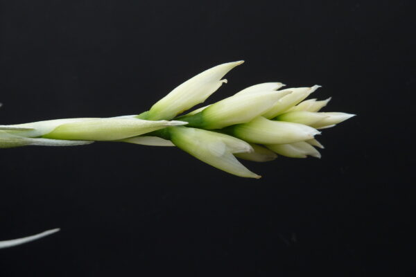 Tillandsia Holm's Crystal – Bild 2