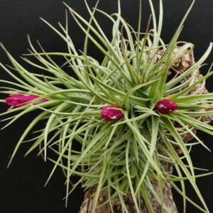 Tillandsia aeranthos 'Cherry Tree'