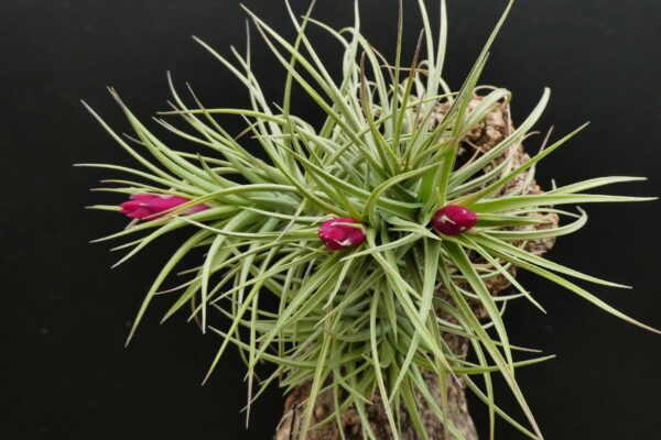 Tillandsia aeranthos 'Cherry Tree'